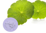 Gotu-Kolabaum-natürliche kosmetische Bestandteile 60 - 90% Blatt-Extraktion für Hautpflege