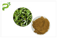 Grüner Tee-Polyphenol-Pflanzenauszug-Pulver 95% für diätetische Ergänzungs-Gewichtsverlust
