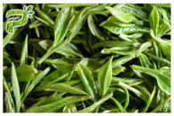 Natürlicher anti- grüner Tee-Auszug-Antikrebs-Pulver CAS der Oxidations-EGCG 989 51 5